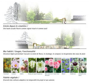 flore urbaine